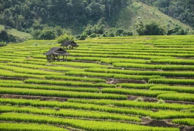 Top 10 des plus belles rizières en terrasses d’Asie du Sud-Est