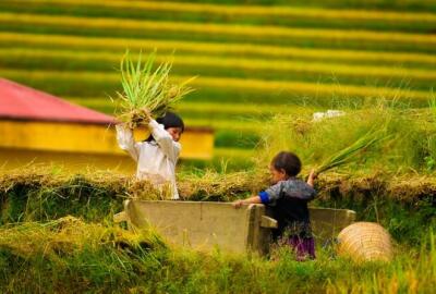 Mai Chau ou Mu Cang Chai : Quelle destination choisir pour votre aventure ?