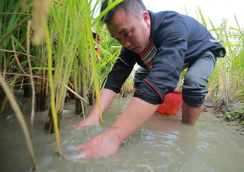 Hoang Su Phi trek mai et juin