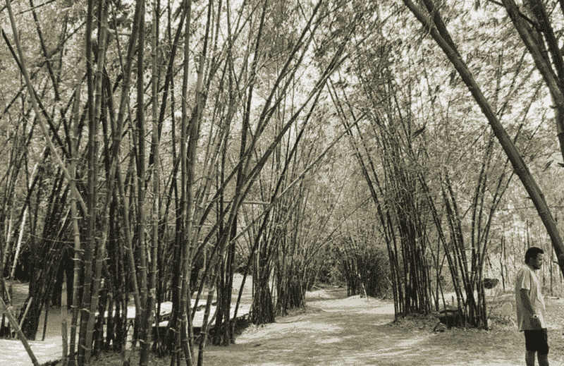 village-de-bambou-pres-de-hoian
