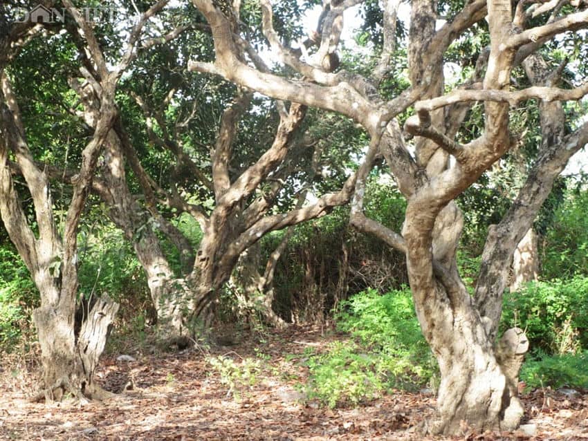 jardin longane centaine d'annee