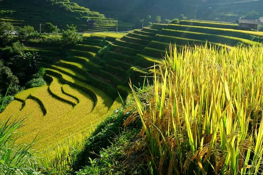 trek-riziere-terrasse-hoang-su-phi