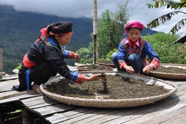 trek-hoang-su-phi-montagne