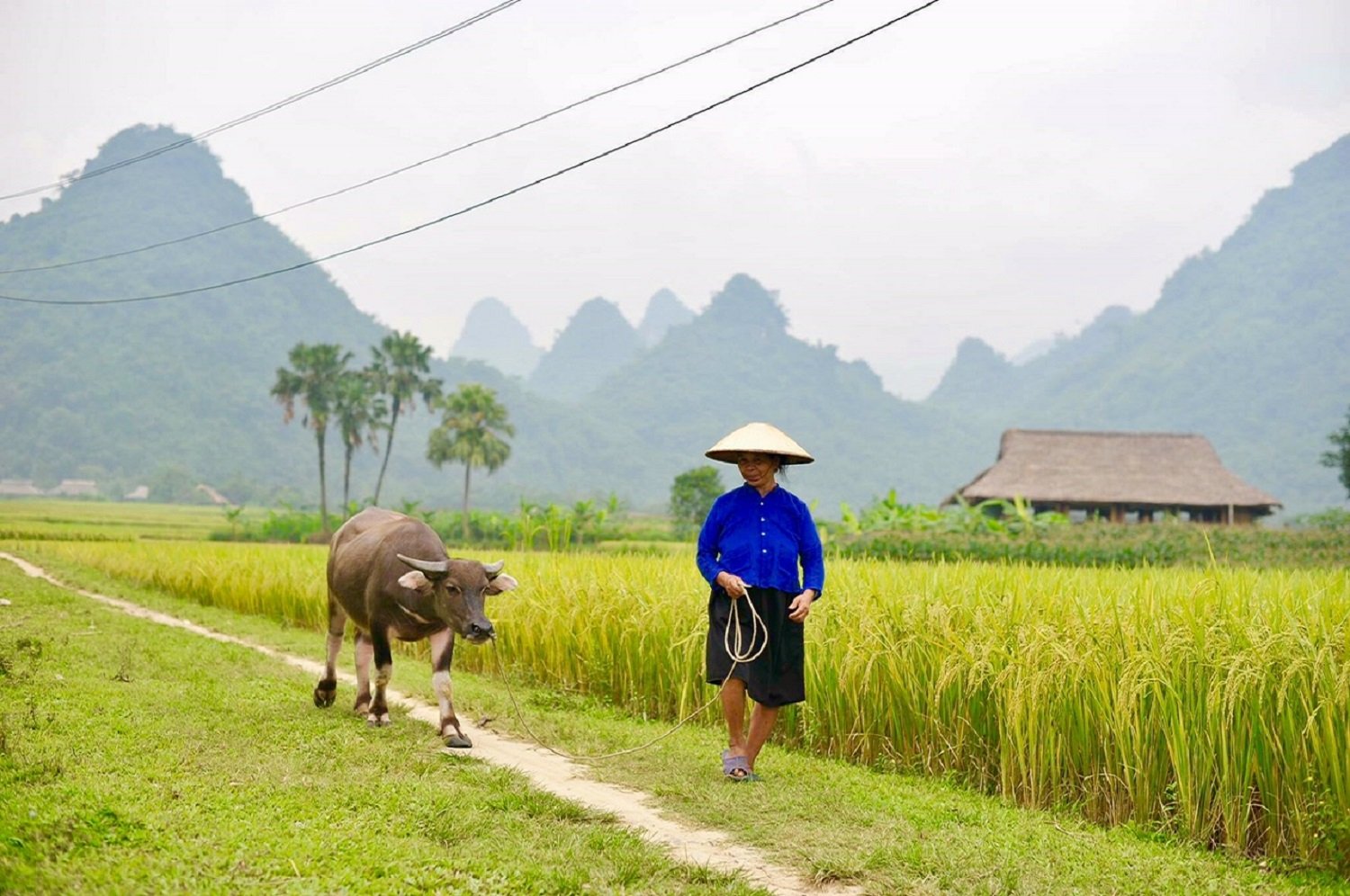 vallee-de-Lam-Thuong-a-Yen-Bai