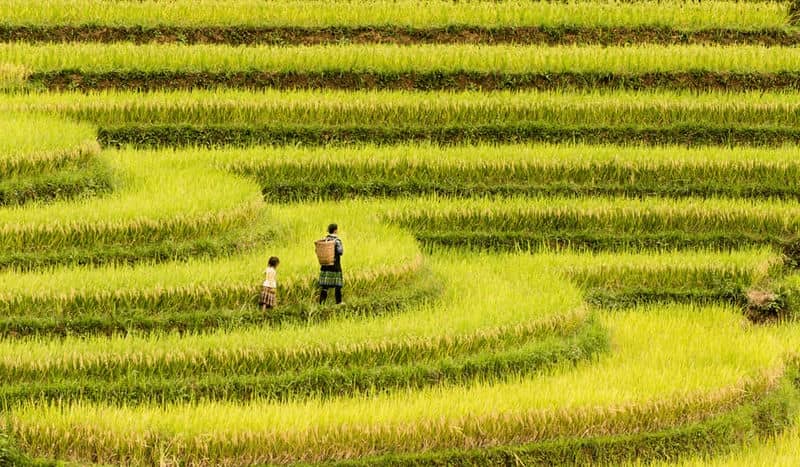 guide-complet-de-mu-cang-chai-paradis-des-rizieres-en-terrasse