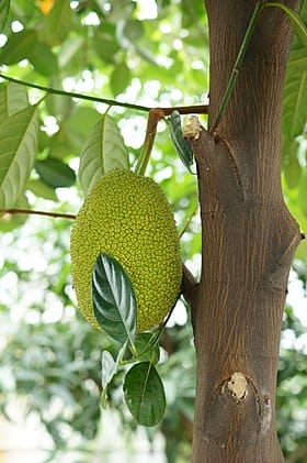 Ficus racemosa