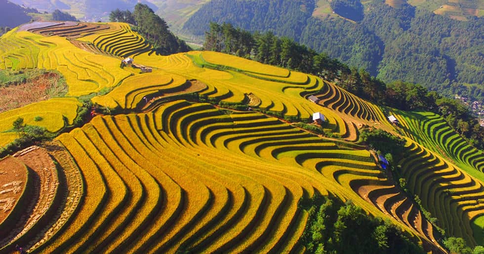 Mu_Cang_Chai