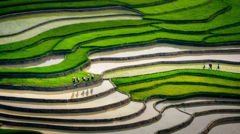 guide-complet-de-mu-cang-chai-paradis-des-rizieres-en-terrasse