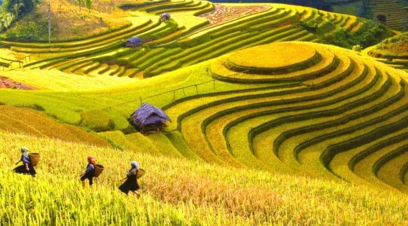 guide-complet-de-mu-cang-chai-paradis-des-rizieres-en-terrasse