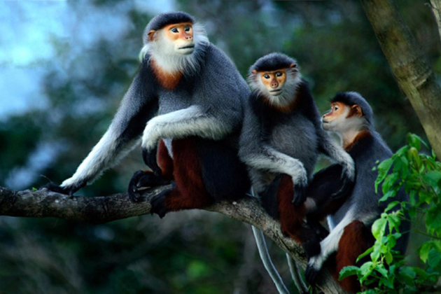 top-10-des-meilleurs-lieux-dobservation-de-la-faune-au-vietnam