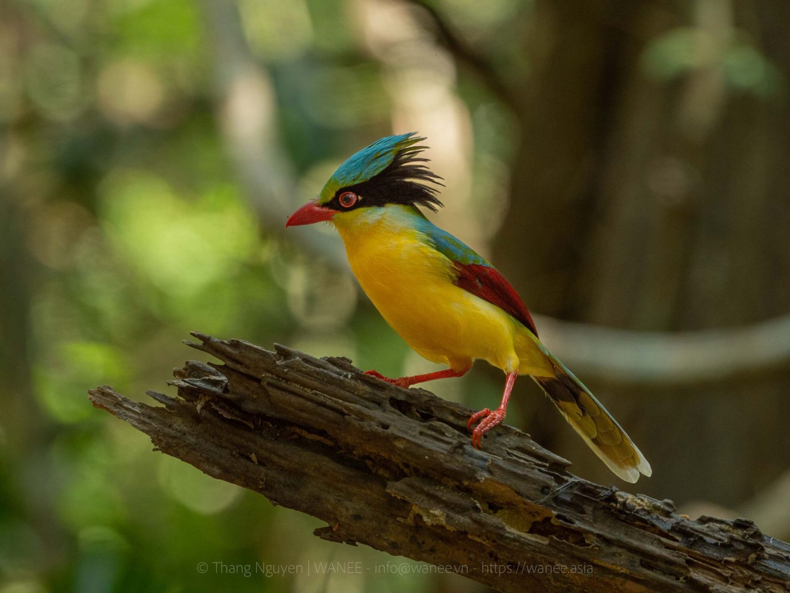 top-10-des-meilleurs-lieux-dobservation-de-la-faune-au-vietnam