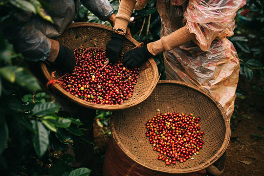 ou-acheter-du-cafe-au-Vietnam