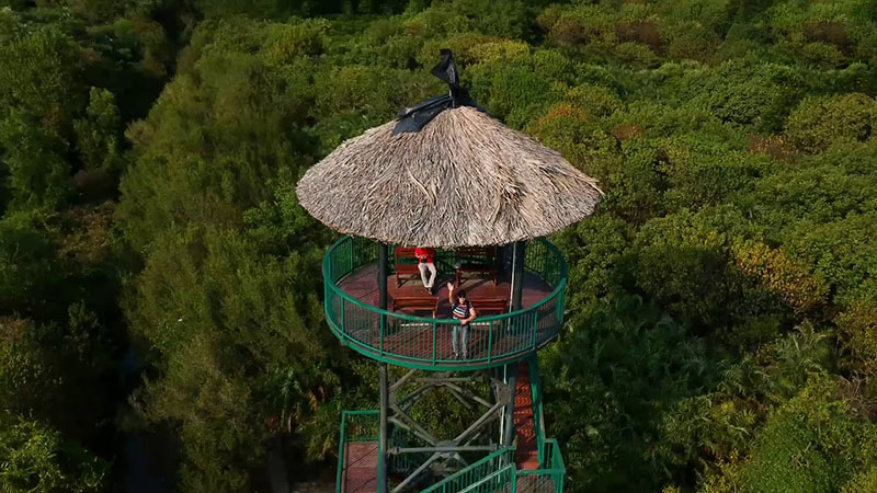 la-mangrove-de-can-gio-un-ecosysteme-unique-au-coeur-du-vietnam