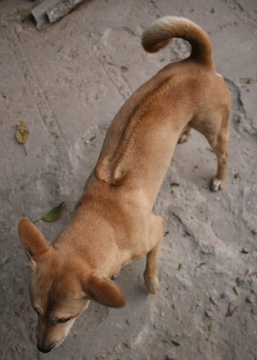 Chien de Phu Quoc