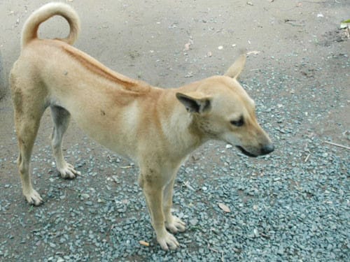 Chien de Phu Quoc