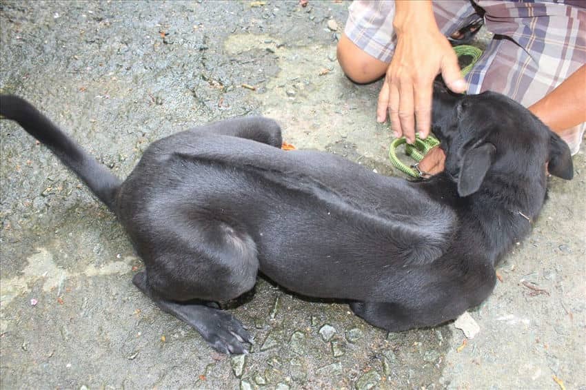 animaux-dangereux-au-vietnam