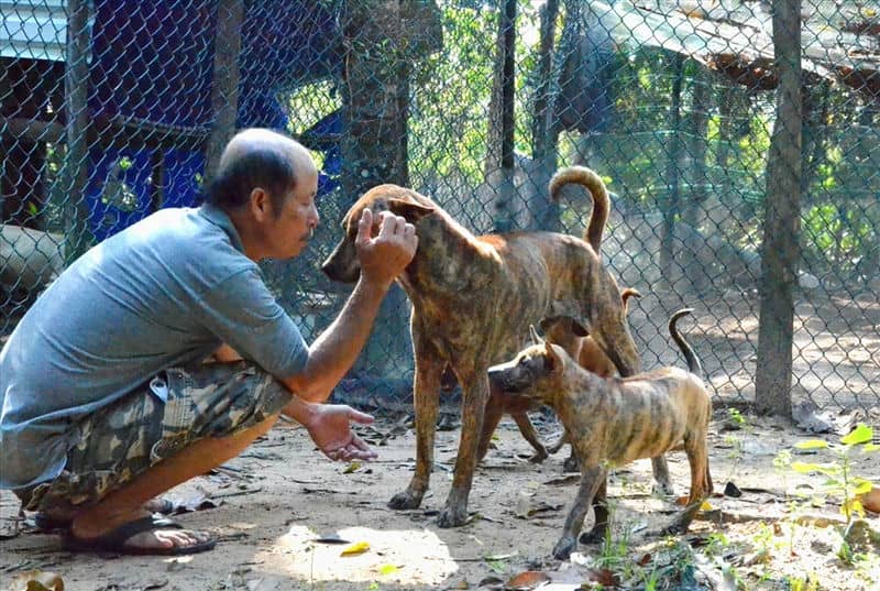 Chien de Phu Quoc