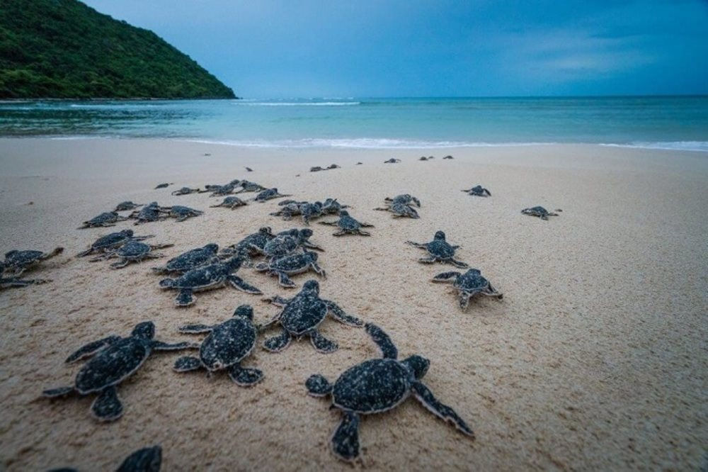 Top 10 des meilleurs lieux d’observation de la faune au Vietnam