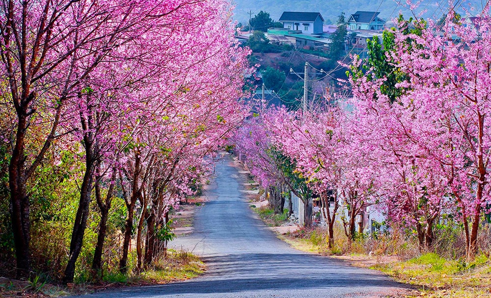 da-lat-vietnam-guide-complet-du-petit-paris
