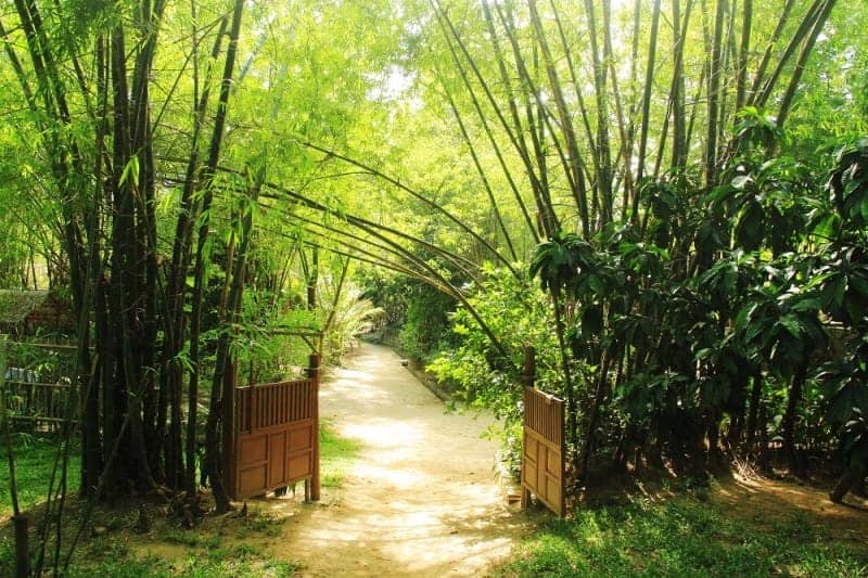 foret de bambou
