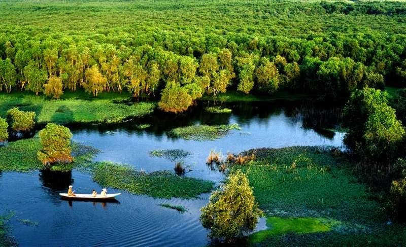 foret-de-cajeputiers-de-tra-su-un-paisible-paradis-naturel