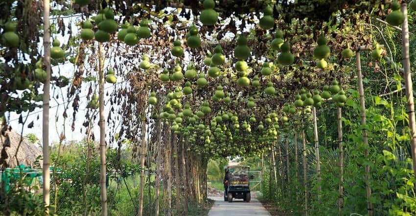 guide-complet-de-can-tho-porte-dentree-du-delta-du-mekong