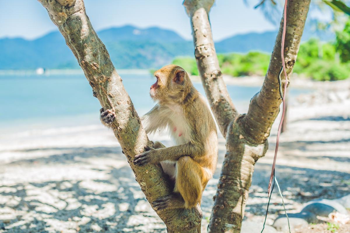 animaux-dangereux-au-vietnam