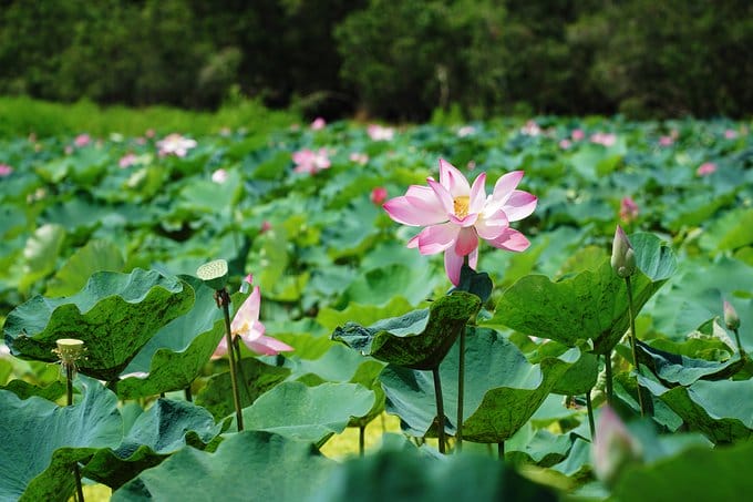 the-vietnamien-boire