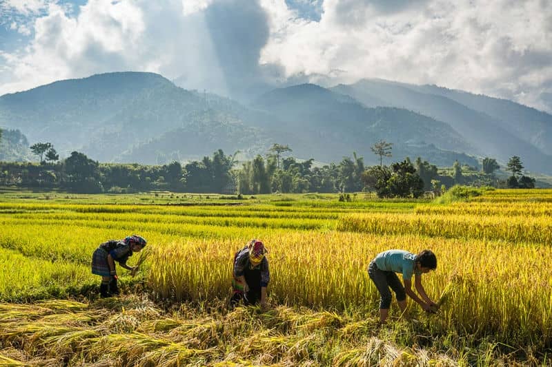guide-complet-de-mu-cang-chai-paradis-des-rizieres-en-terrasse