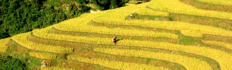 rizieres en terrasse a sapa, vietnam
