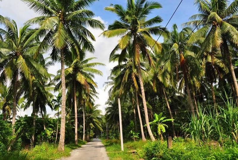 eau-de-coco-vietnam