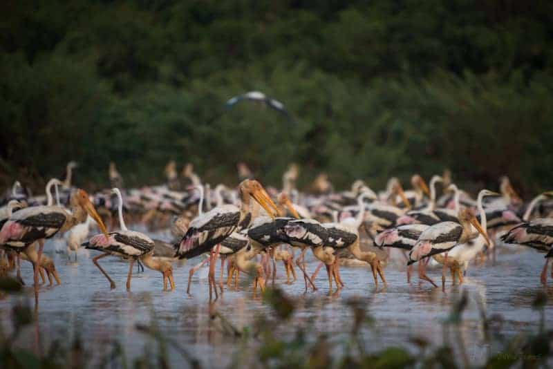 le-cambodge-au-naturel-pearaing-la-biodiversite-a-vol-doiseau