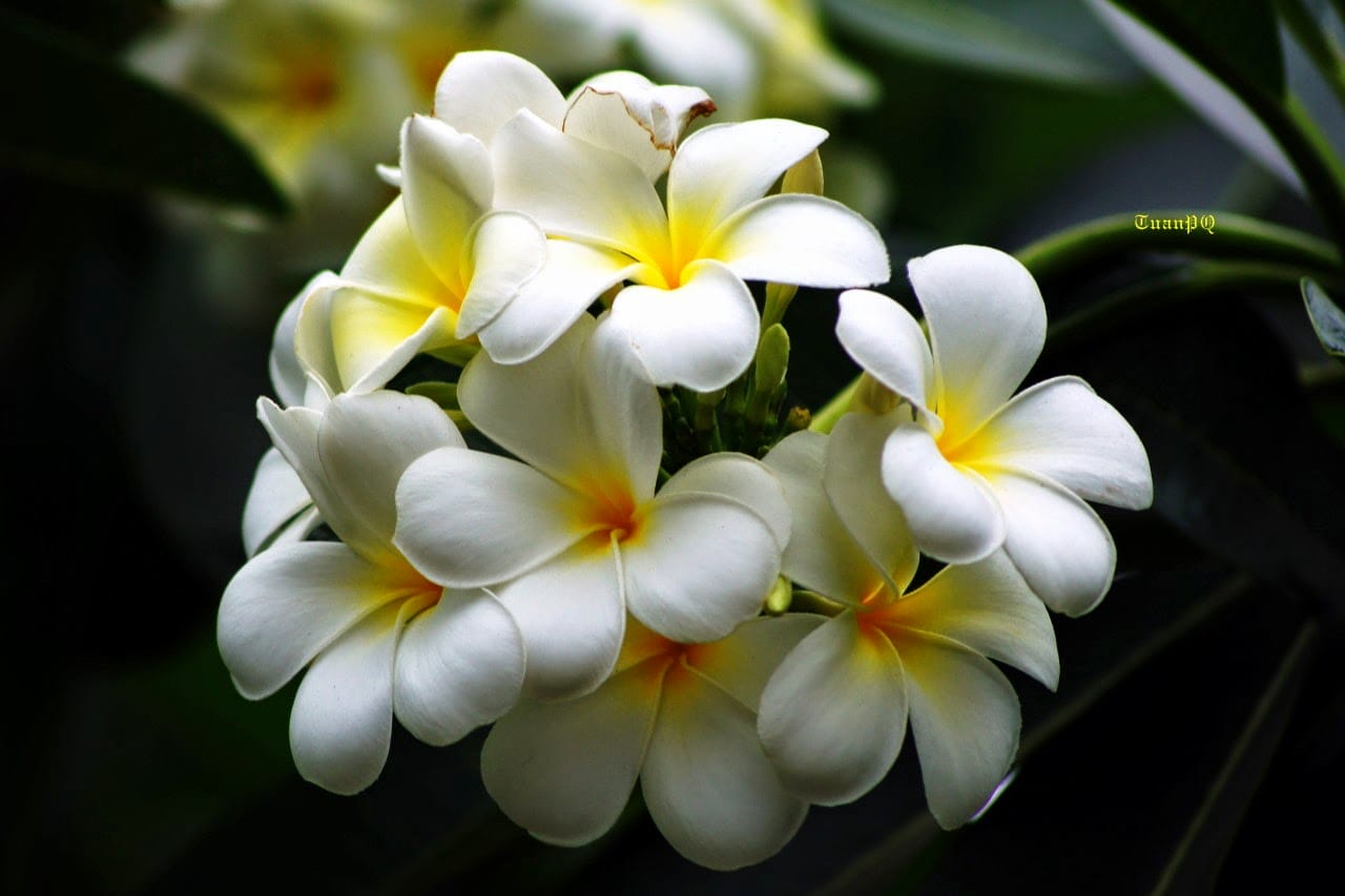 plante dans les pagodes 2 