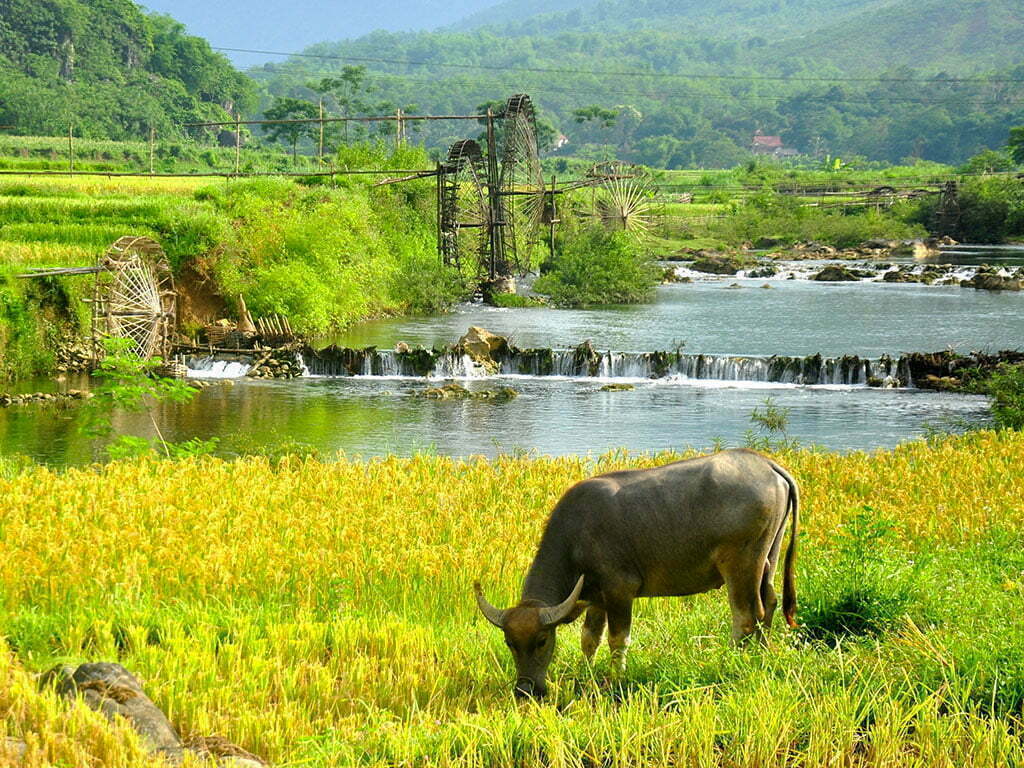 Top 10 des meilleurs lieux d’observation de la faune au Vietnam