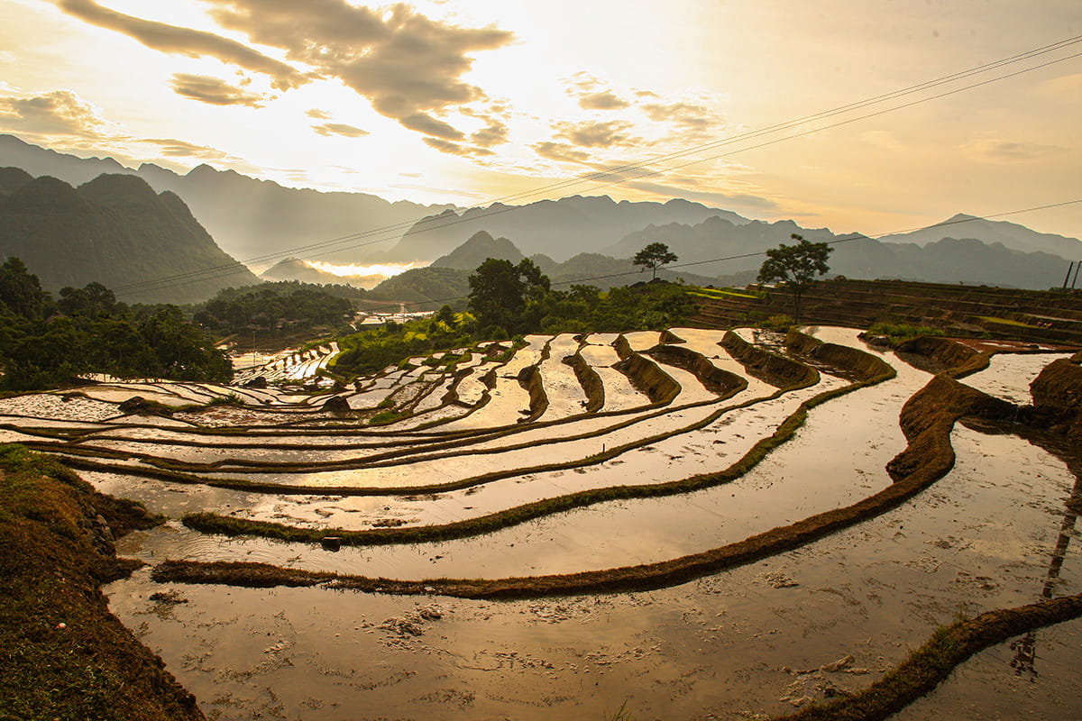 ou-admirer-les-plus-belles-rizieres-au-vietnam-en-mars