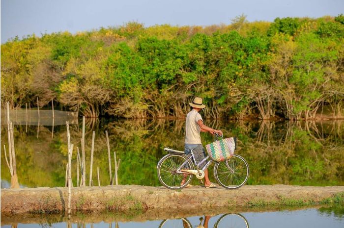 mangrove-de-Ru-Cha-a-Hue