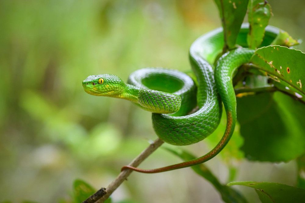 animaux-dangereux-au-vietnam