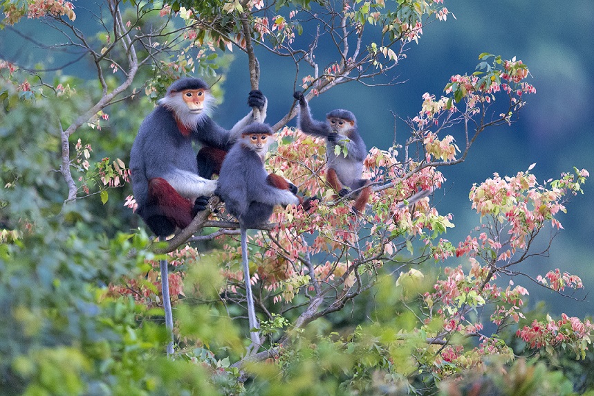 top-10-des-meilleurs-lieux-dobservation-de-la-faune-au-vietnam