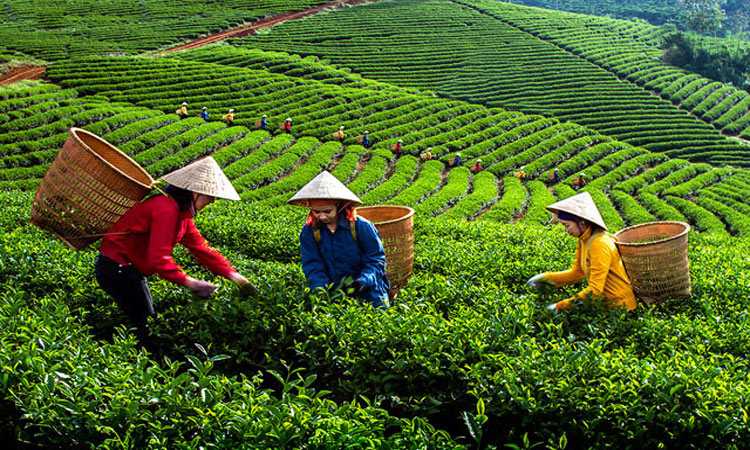 the-vietnamien-boire