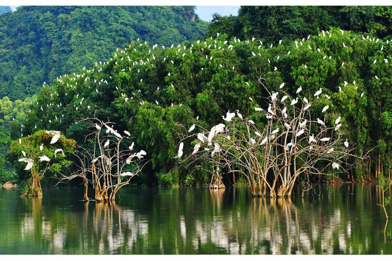 parc-ornithologique-de-thung-nham-un-tresor-cache-de-ninh-binh