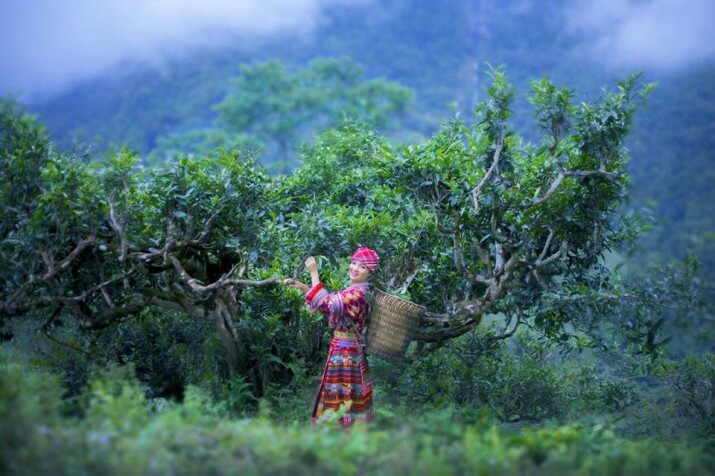 ou-voir-la-plantation-du-the-vert-au-vietnam