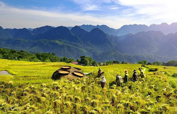 la-meilleure-periode-pour-voir-les-rizieres-en-terrasse-au-vietnam